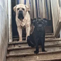 کنکورسو نر و ماده|سگ|کارون, |دیوار