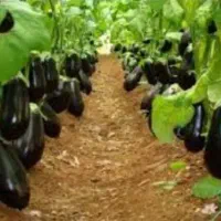 نهال بادمجان 1574