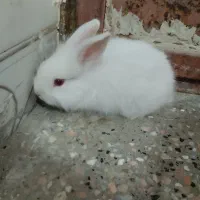 بچه خرگوش|موش و خرگوش|زابل, |دیوار