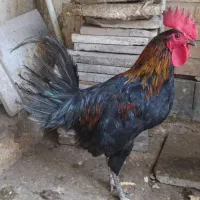 خروس اصیل عربی