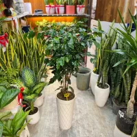 گل بنجامین.گلهای آپارتمانی.درختچه.گل طبیعی