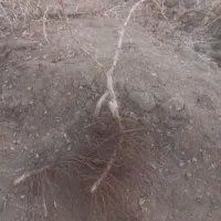 نهال انگو|گل و گیاه طبیعی|اسفرورین, |دیوار