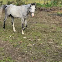 فروشنده اسب هر اسبی که بخاید موجود هست|اسب و تجهیزات اسب‌سواری|پیربازار, |دیوار