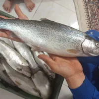 ماهی قزل الا صید امروز