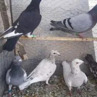 کبوتر نر