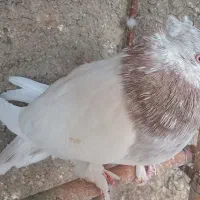 کفتر سرور نر درشت مست آماده جفتکردن|پرنده|تهران, یافت آباد شمالی|دیوار