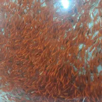 پخش عمده ماهی قرمز|ماهی|یزد, |دیوار