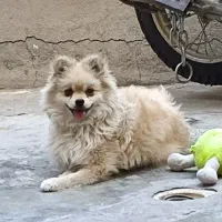 سگ.|سگ|دوگنبدان, |دیوار