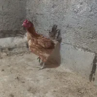 مرغ جیرفتی وخروس گلین|حیوانات مزرعه|حمیدیا, |دیوار