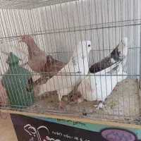 گرفتنی|پرنده|قم, انسجام|دیوار