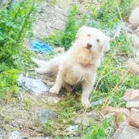 واگذاری بوبی شیتزو نر واکسن خورده