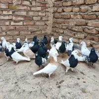 کفتر|پرنده|نصر آباد, |دیوار