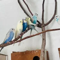 مرغ عشق اسپانگل|پرنده|آمل, |دیوار
