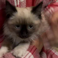 گربه پرشین هیمالین پشمالو ماده دوماهه