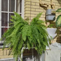 تعدادی گل طبیعی