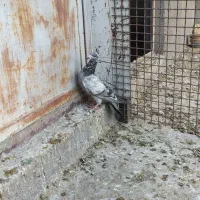 کبوتر پلاکی|پرنده|اردکان, |دیوار