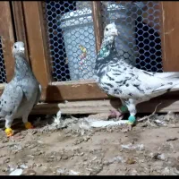 کبوتر هفرنگ|پرنده|تاکستان, |دیوار