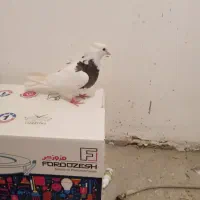 کفتر|پرنده|مشکیندشت, |دیوار