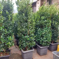 ثرو تلای|گل و گیاه طبیعی|معمولان, |دیوار