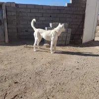 توله سگ ماده سرابی|سگ|هشترود, |دیوار