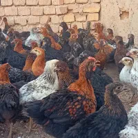 دوتک ۵۰روزه گلپایگانی واکسن خورده