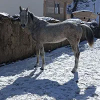 فروش چند راس مادیان و نریان.کره|اسب و تجهیزات اسبسواری|آبعلی, |دیوار