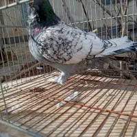 کبوتر بلاندنیت/بلندنیت/زینتی/تزئینی