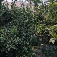 باغچه 425متر خفر