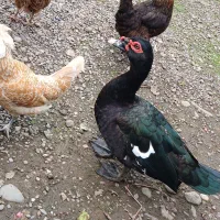 اردک اسرائیلی نر|حیوانات مزرعه|سنگر, |دیوار