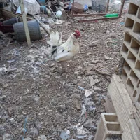 مرغ و خروس
