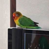 طوطی برزیلی نر گمشده|پرنده|شیراز, شهرک بهشتی|دیوار