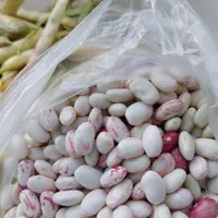 باقاله و لوبیا پاک میکنم