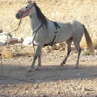 فروش اسب فوری