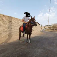 اسب نریان یورقه