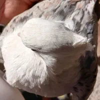 نر مخملی|پرنده|خرمآباد, |دیوار