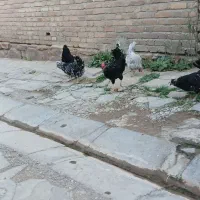 مرغ خروس گلین