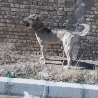 سگ  واگذاری|سگ|قزوین, |دیوار