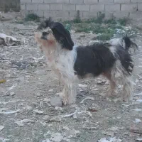 ماده سگ شیتزووارداتی بی سروصداتخفیف خوب پای معامله