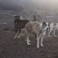 شاه توله ماده خراسانی