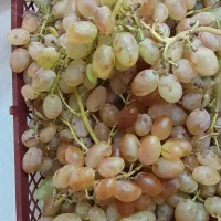 انگور شاهرودی