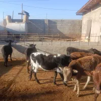 گوساله نر محلی