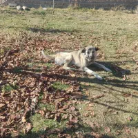 سگ.|سگ|ارومیه, |دیوار