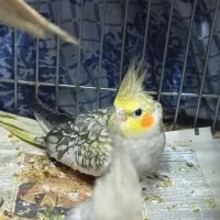 عروس هلندی ماده|پرنده|سمنان, |دیوار