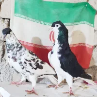 کبوتر|پرنده|شیراز, کفترک|دیوار