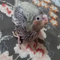 عروس هلندی|پرنده|خرمآباد, |دیوار