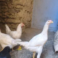 مرغ خروس|حیوانات مزرعه|سروآباد, |دیوار