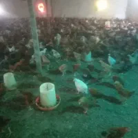 فروش نیمچه ۳ الی ۴ ماهه گلپایگانی