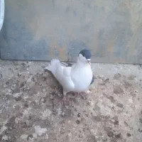 خال چپ و زاغ صید و سینه سیاه|پرنده|مشهد, نیزه|دیوار