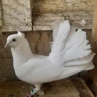 کبوتر دم چتری کاکل پاپر|پرنده|شیراز, شهرک قمشه|دیوار