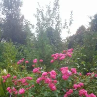 ۱۰۰۰ مترباغچه همراه سوله قرچک داوداباد|فروش دفتر صنعتی، کشاورزی، تجاری|قرچک, داوود آباد|دیوار